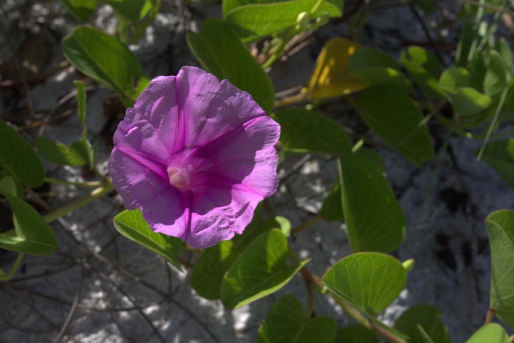 Vanderbilt Beach Resort Naples Luaran gambar